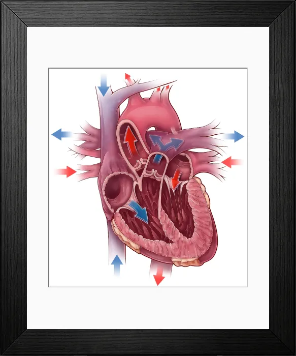 Framed Print : Heart Blood Flow Framed Print : Heart Blood Flow
