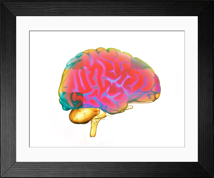 Framed Print : Brain. Illustration of the human brain Framed Print : Brain. Illustration of the human brain