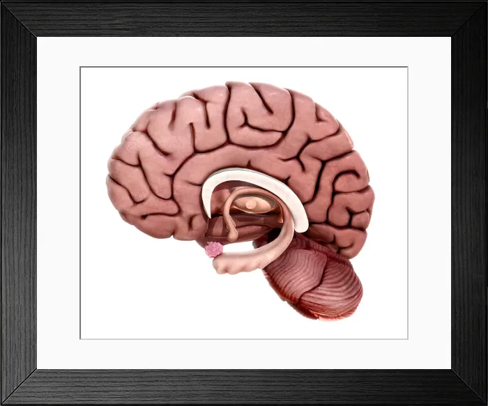 Framed Print : Limbic System, illustration Framed Print : Limbic System, illustration
