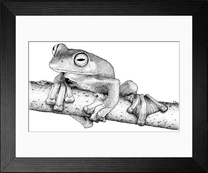 Framed Print : Wallace's Flying Frog