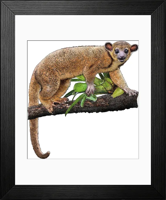 Framed Print : Kinkajou, Potos flavus, Illustration Framed Print : Kinkajou, Potos flavus, Illustration