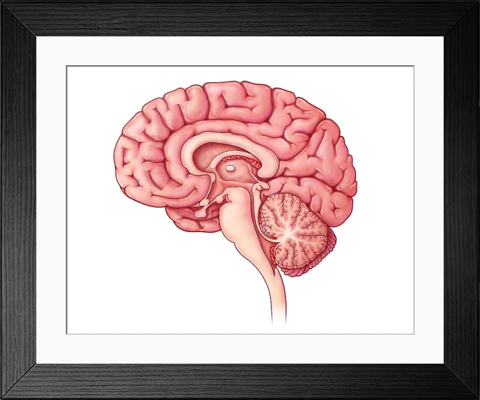 Framed Print : Brain Sagittal Section, Illustration