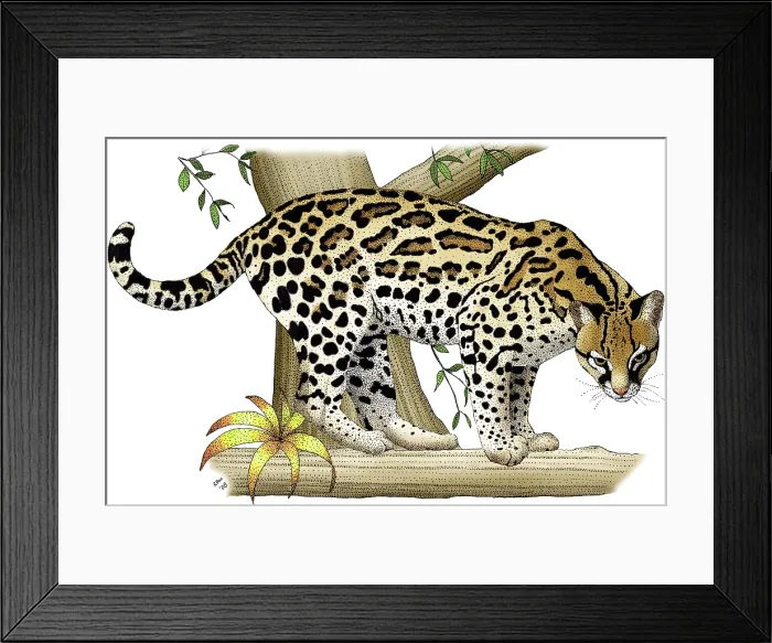 Framed Print : Ocelot, (Leopardus pardalis) Framed Print : Ocelot, (Leopardus pardalis)