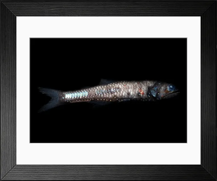 Framed Print : Lampfish. The lampfish are deep water fishes defined by the arrangement Framed Print : Lampfish. The lampfish are deep water fishes defined by the arrangement