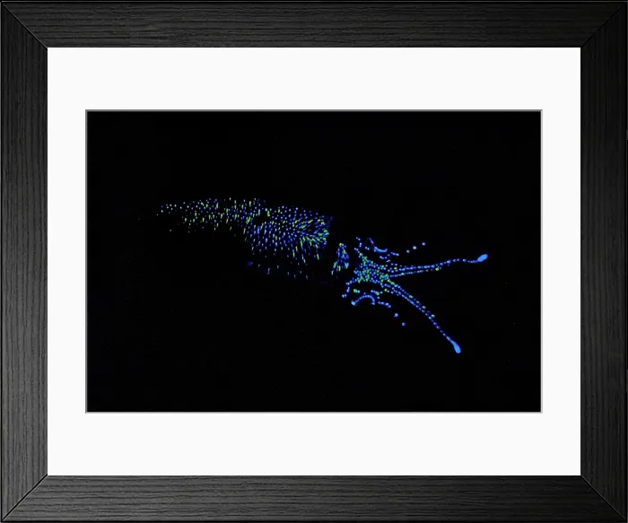 Framed Print : Firefly Squid Framed Print : Firefly Squid