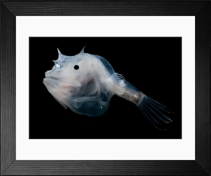 Framed Print : Phantom Anglerfish Framed Print : Phantom Anglerfish