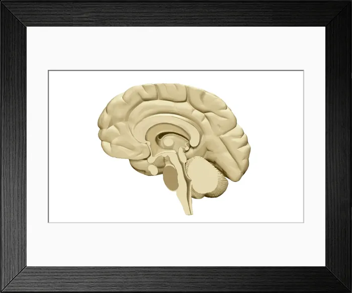 Framed Print : Brain, mid-Sagittal Cut View, Illustration
