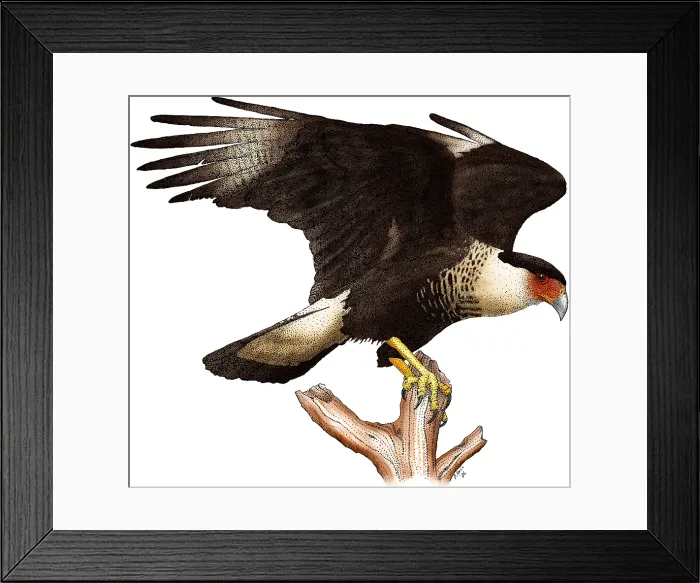 Framed Print : Northern Crested Caracara