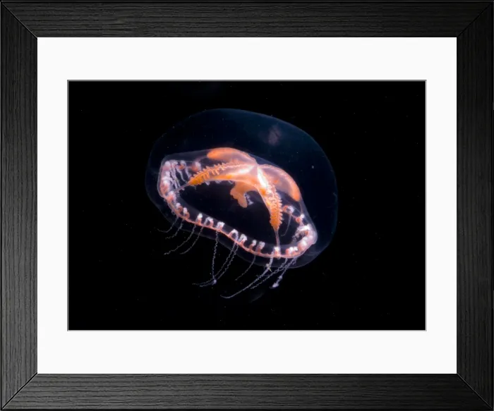 Framed Print : Jellyfish. This deeper water jellyfish, Ptychogena, feeds on copepods Framed Print : Jellyfish. This deeper water jellyfish, Ptychogena, feeds on copepods