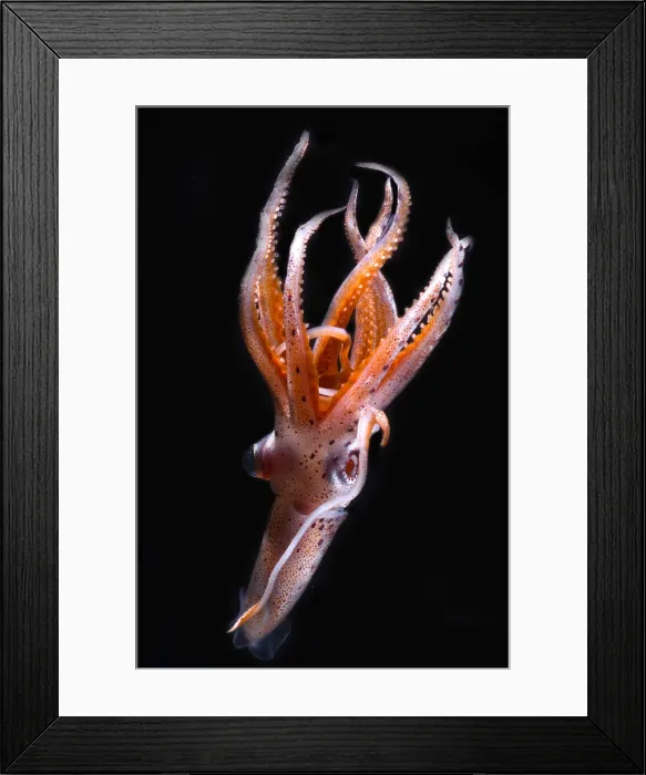 Framed Print : Mesopelagic Squid Framed Print : Mesopelagic Squid