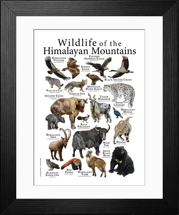 Framed Print : Wildlife of the Himalayan Mountains Framed Print : Wildlife of the Himalayan Mountains