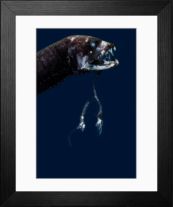Framed Print : Dragonfish (Eustomias fissibarbis)