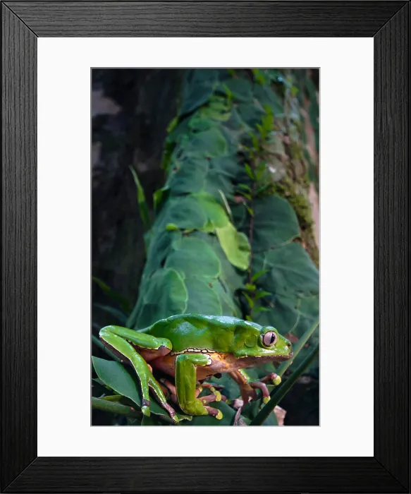 Framed Print : Giant monkey frog (Phyllomedusa bicolor) Framed Print : Giant monkey frog (Phyllomedusa bicolor)
