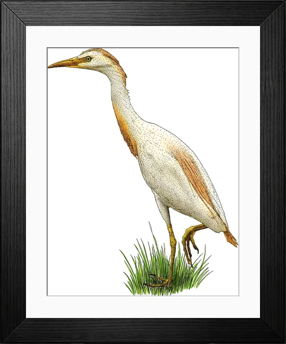 Framed Print : Cattle egret Framed Print : Cattle egret