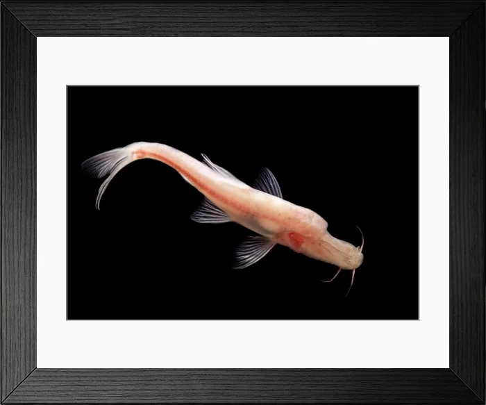 Framed Print : Duck-billed Golden Line Barbel (Sinocyclocheilus anatirostris) Framed Print : Duck-billed Golden Line Barbel (Sinocyclocheilus anatirostris)