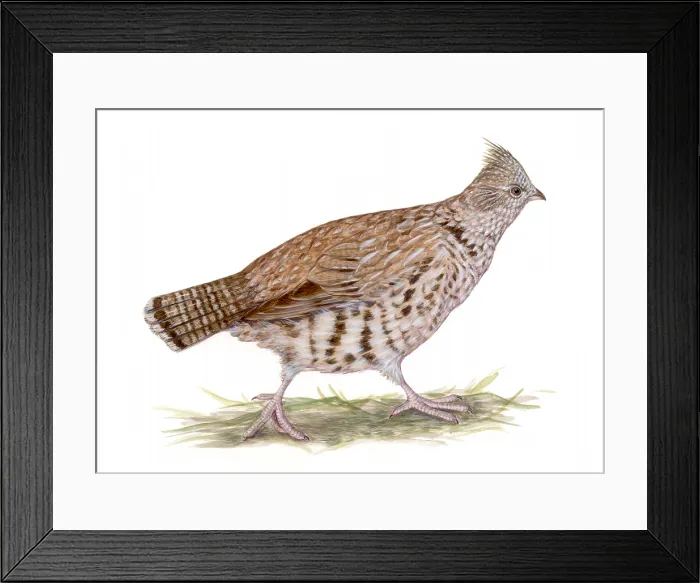 Framed Print : Ruffed Grouse Framed Print : Ruffed Grouse