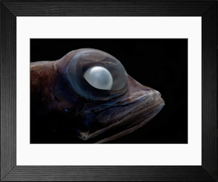 Framed Print : Dark Searsid (Mentodus facilis)