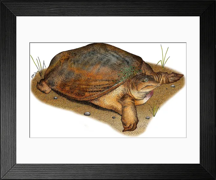 Framed Print : Florida Softshell Turtle Framed Print : Florida Softshell Turtle