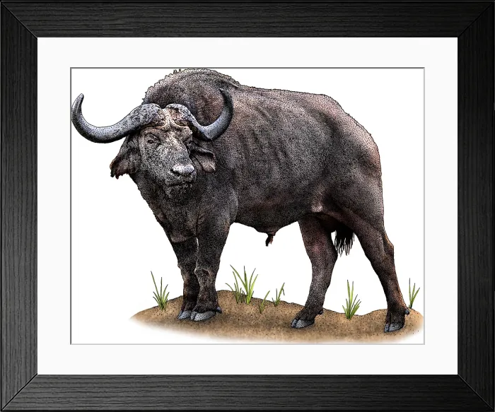 Framed Print : Cape Buffalo
