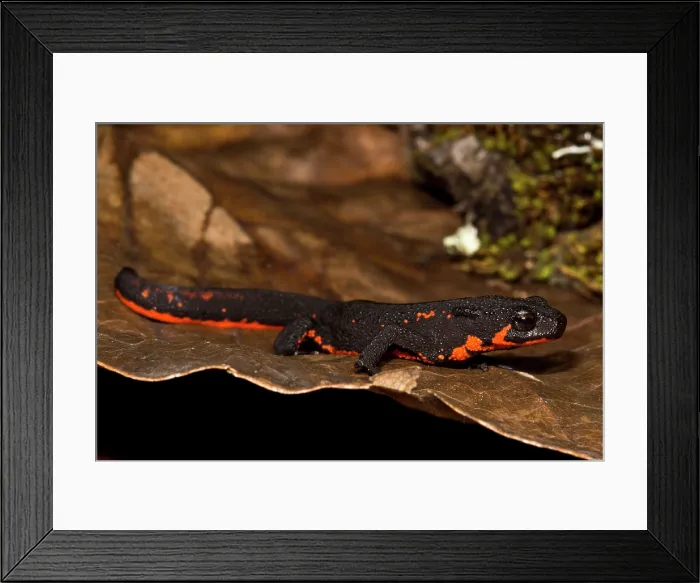 Framed Print : Firebelly Newt (Cynops pyrrhogaster) Framed Print : Firebelly Newt (Cynops pyrrhogaster)