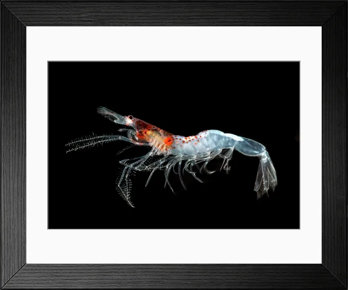 Framed Print : Mesopelagic shrimp (Sergestes henseni) Framed Print : Mesopelagic shrimp (Sergestes henseni)