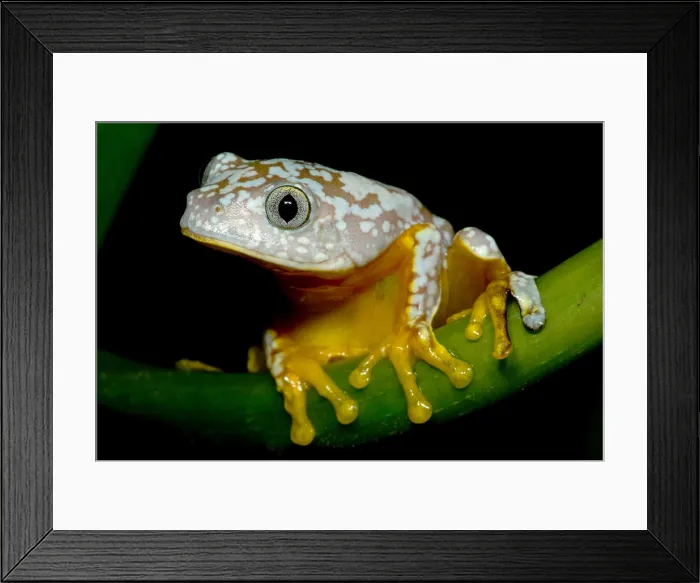Framed Print : Amazon Leaf Frog Framed Print : Amazon Leaf Frog