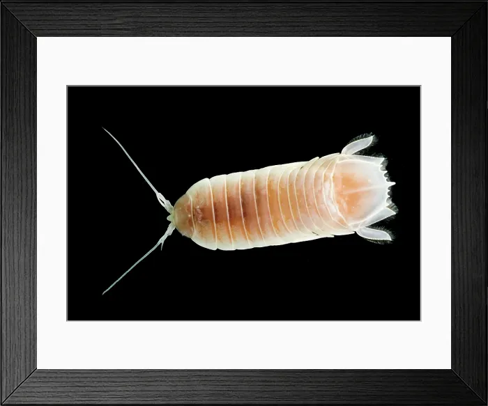 Framed Print : Deep-water Isopod Framed Print : Deep-water Isopod