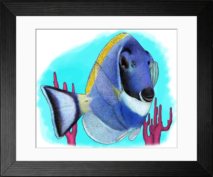 Framed Print : Powder blue tang Framed Print : Powder blue tang