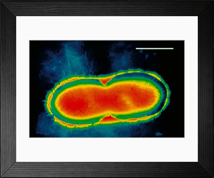 Framed Print : Pseudomonas cepacea Framed Print : Pseudomonas cepacea