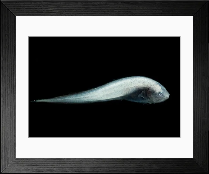 Framed Print : Cusk Eel (Dicrolene kanazawai) Framed Print : Cusk Eel (Dicrolene kanazawai)