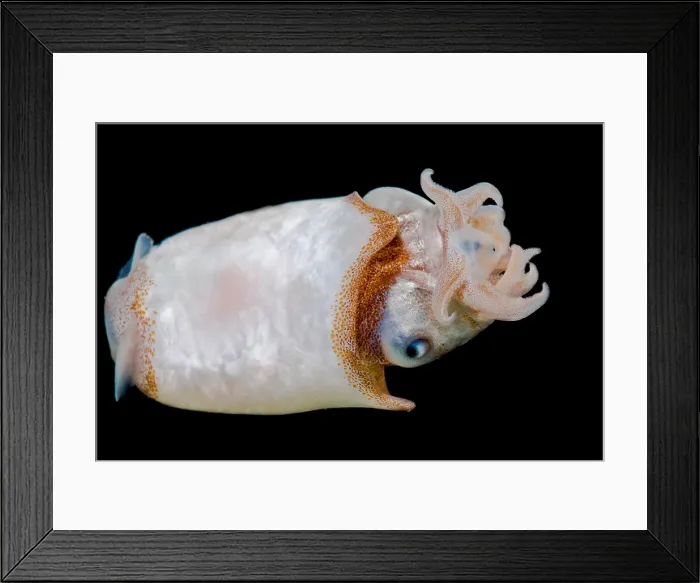 Framed Print : Ram's Horn squid (Spirula spirula) Framed Print : Ram's Horn squid (Spirula spirula)