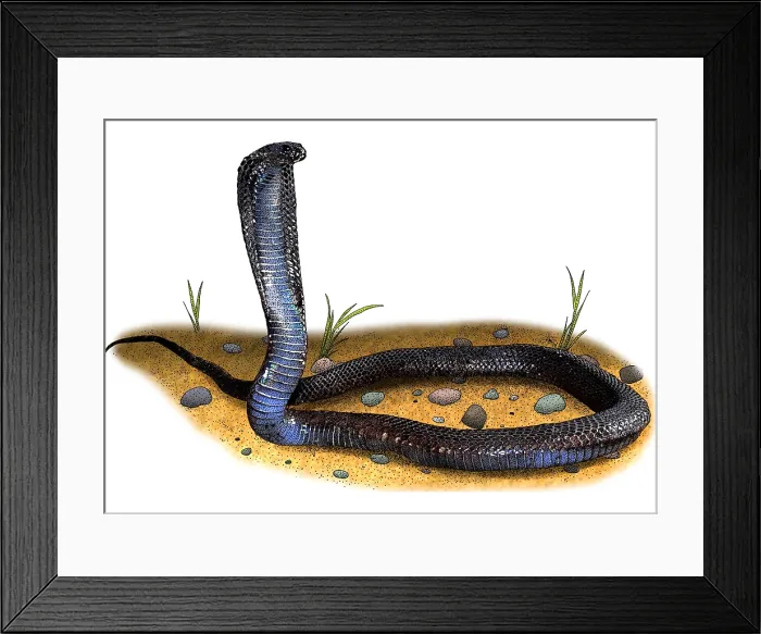 Framed Print : Egyptian Cobra