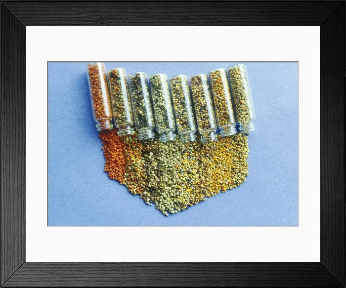 Framed Print : Pollen. Various types of pollen collected by Honey Bees in Ithaca, New York Framed Print : Pollen. Various types of pollen collected by Honey Bees in Ithaca, New York