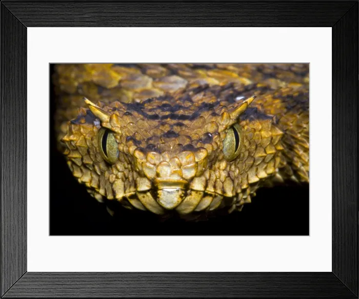 Framed Print : Usambara Eyelash Bush Viper Framed Print : Usambara Eyelash Bush Viper