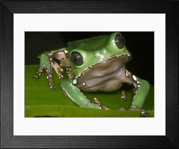 Framed Print : Giant Monkey Frog Framed Print : Giant Monkey Frog