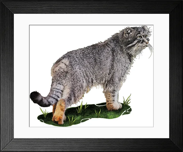 Framed Print : Pallas's Cat, Otocolobus manul, Illustration Framed Print : Pallas's Cat, Otocolobus manul, Illustration