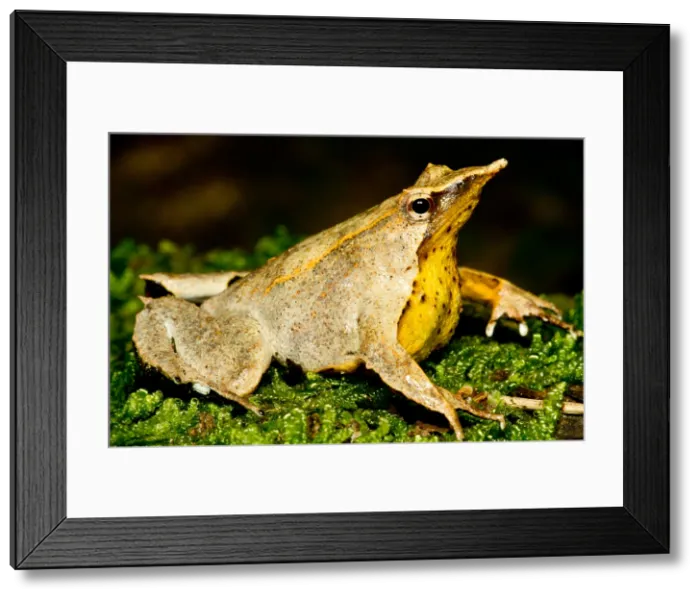 Framed Print : Darwin's Frog Framed Print : Darwin's Frog