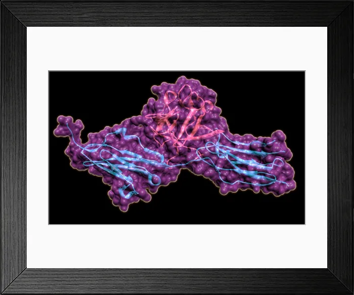 Framed Print : Fibroblast Growth Factor Receptor 2 Framed Print : Fibroblast Growth Factor Receptor 2