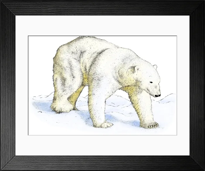 Framed Print : Polar Bear Framed Print : Polar Bear