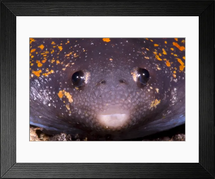 Framed Print : Mexican Burrowing Toad Framed Print : Mexican Burrowing Toad