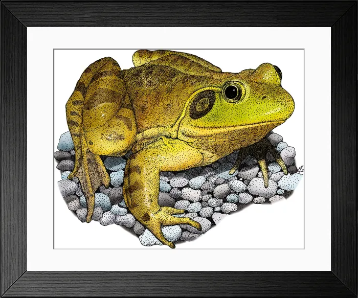 Framed Print : American Bullfrog Framed Print : American Bullfrog