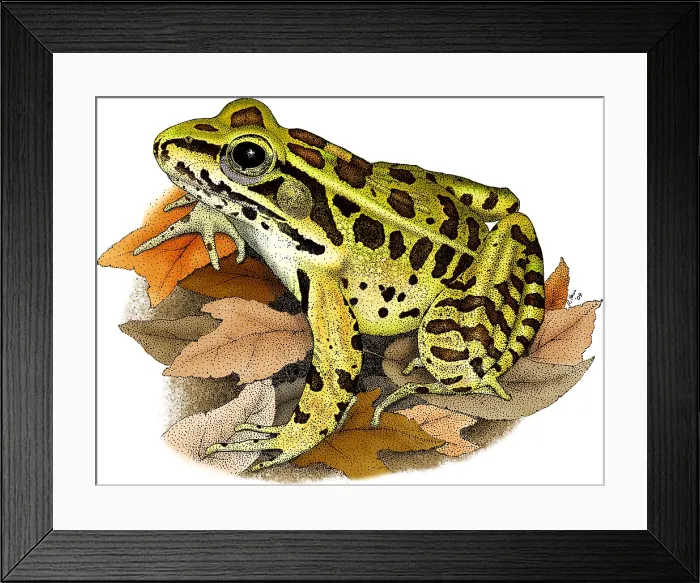 Framed Print : Northern Leopard Frog Framed Print : Northern Leopard Frog