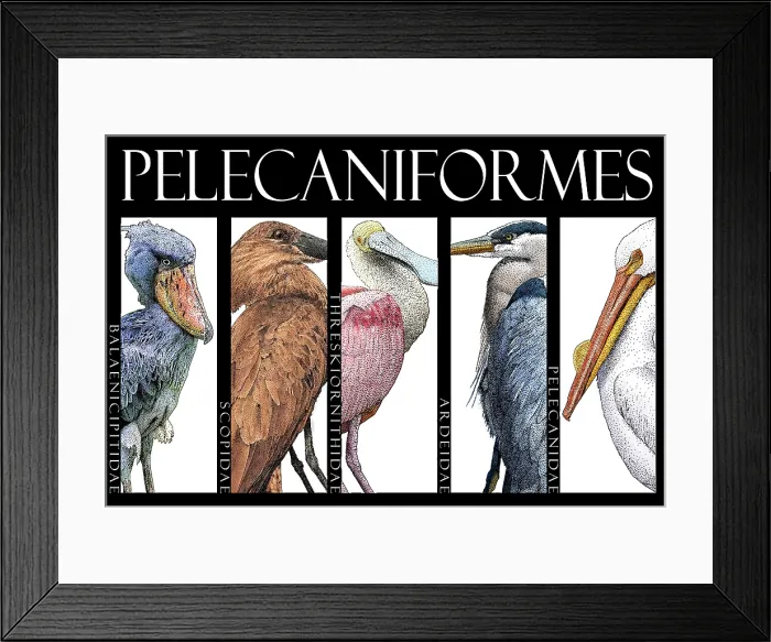 Framed Print : Waterbirds, Poster Framed Print : Waterbirds, Poster