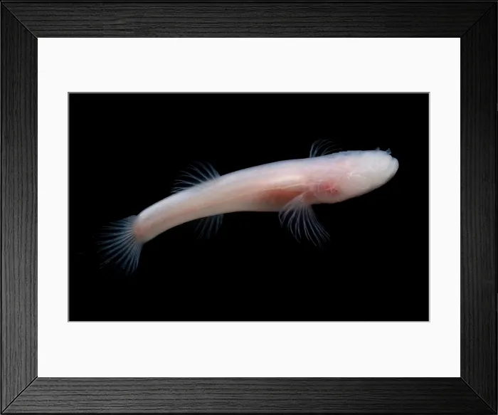 Framed Print : Cave Fish. Cave fish are alien in appearance Framed Print : Cave Fish. Cave fish are alien in appearance