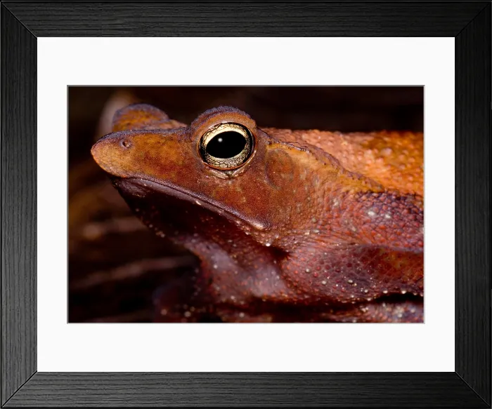 Framed Print : Para Toad. The Para Toad, Rhinella castaneotica, is a leaf litter dwelling species Framed Print : Para Toad. The Para Toad, Rhinella castaneotica, is a leaf litter dwelling species