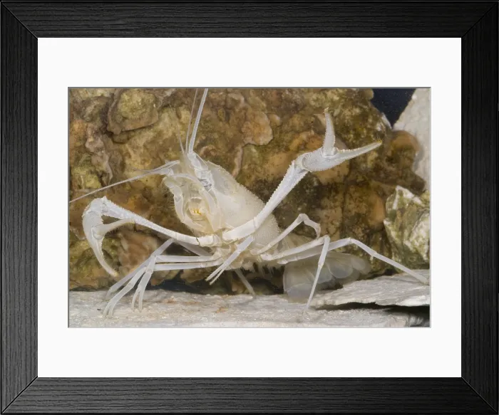 Framed Print : Florida Cave Crayfish Framed Print : Florida Cave Crayfish