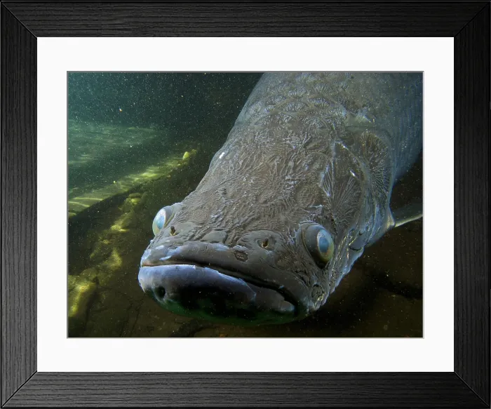 Framed Print : Pirarucu or Arapaima Framed Print : Pirarucu or Arapaima