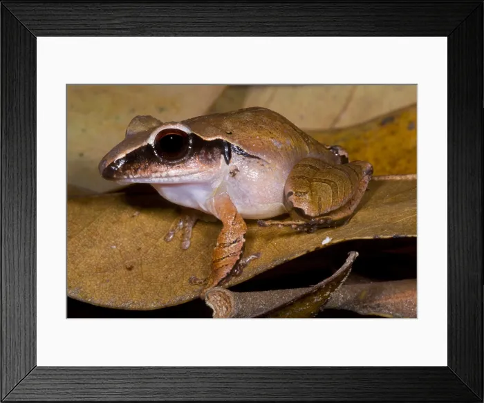 Framed Print : Evergreen Robber Frog