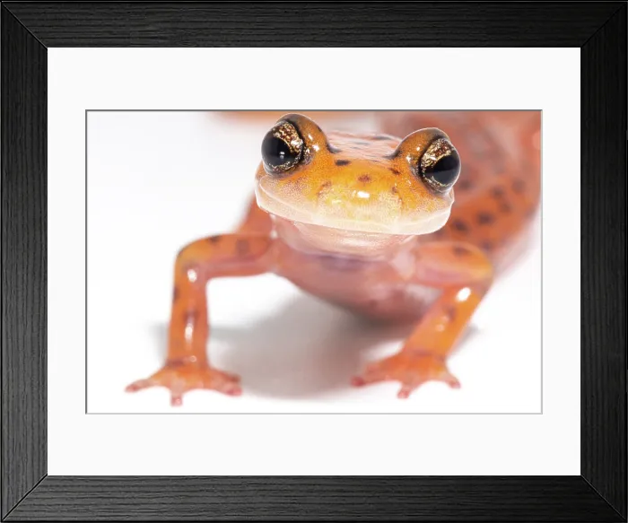 Framed Print : Cave Salamander, Eurycea lucifuga Framed Print : Cave Salamander, Eurycea lucifuga