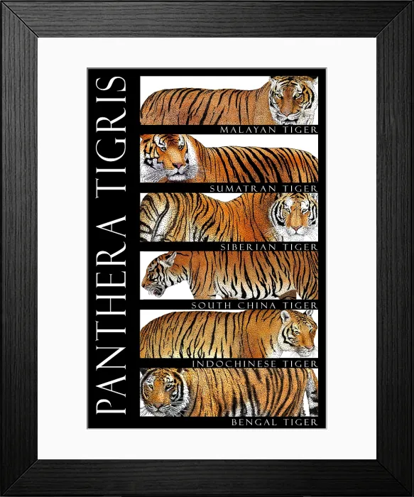 Framed Print : Tigers of the World Framed Print : Tigers of the World